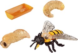Bee life cycles