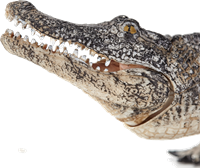 Mojo Wildlife speelgoed Alligator met bewegende kaak - 387168