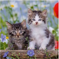 Ravensburger puzzle chat - 3x49 pièces - puzzle animaux pour enfants-2