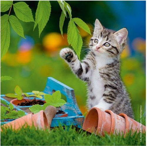 Ravensburger puzzle chat - 3x49 pièces - puzzle animaux pour enfants-3
