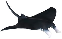 COLLECTA Manta Rog - (M)