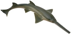 COLLECTA Zaagvis - (M)