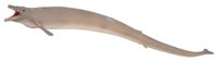 COLLECTA Basilosaurus - (XL)-2