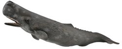 COLLECTA Cachalot - (XL)