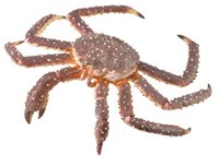 COLLECTA Koning Krab - (XL)-2