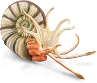 COLLECTA Pleuroceras Ammonite - (XL)