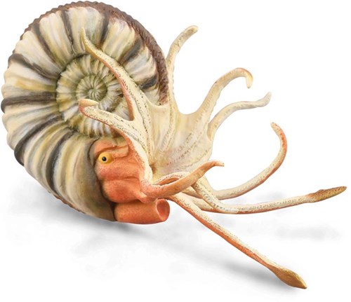 COLLECTA Pleuroceras Ammonite - (XL)