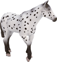 Mojo Horses speelgoed paard Appaloosa Hengst - 387108