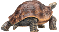 Mojo Jouet Wildlife Tortue Géante - 387259-3