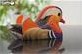 Eugy puzzle 3D Canard mandarin kit créatif animaux en carton-3