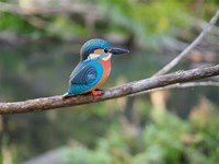 Eugy 3D puzzel ijsvogel - kartonnen bouwpakket voor kinderen-3