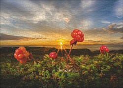Heye Puzzle Puzzel Cloudberries 1000 Heye 30016