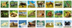 Ambo jouet viewer animaux sauvages jeu éducatif nature