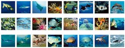 Ambo speelgoed viewer zeedieren educatief karton multicolor 3-99 jaar