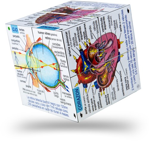 Bigjigs Cuerpo humano-2