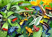 Alipson Puzzle legpuzzel Fun Frogs 500 stukjes kleurrijk speelgoed
