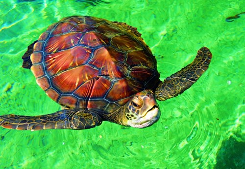 Bluebird Puzzle La Réunion - Tortue de Mer - 1000 Teile
