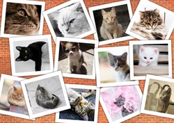 Grafika puzzle chats - 1500 pièces collage animaux