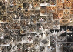 D-Toys puzzle collage de chats - puzzle 1000 pièces carton