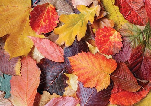 Magnolia puzzel Colorful Leaves - 1000 stukjes legpuzzel