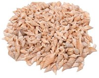 Colorations coquillages jouet Turrid 400g création créative