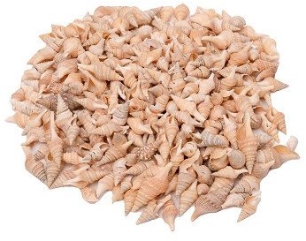 Colorations coquillages jouet Turrid 400g création créative