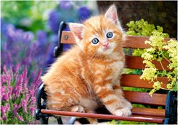 Castorland puzzle Ginger Kitten - 500 pièces - puzzle animaux