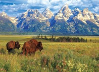 Eurographics Grand Teton Nationalpark - 1000 stukjes