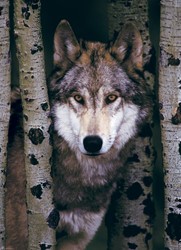 Eurographics puzzel Gray Wolf - 1000 stukjes