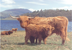 House of Puzzles puzzle Highlanders 1000 pièces carton paysage