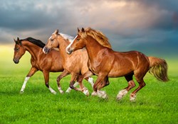 Castorland puzzle chevaux - puzzle 500 pièces pour enfants