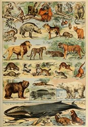 Grafika puzzle animaux XIXe siècle 1000 pièces éducatif carton