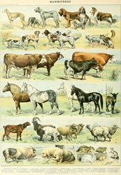 Grafika puzzle animaux 1000 pièces - jouet éducatif en carton