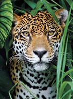 Clementoni Jaguar in The Jungle -  Teile