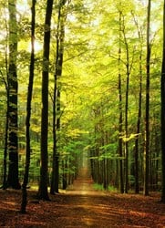 Eurographics puzzel Forest Path - 1000 stukjes