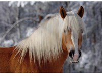 Roovi Jigsaw Puzzle - 239 Pieces - Horses Magic : Haflinger I -  Teile