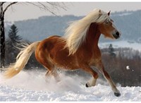 D-Toys Haflinger 2 / schwieriges Puzzle - 239 Teile