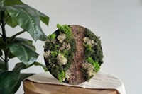 Little Creations DIY mosschilderij rendiermos wit decoratie set