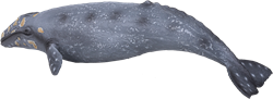 Zeedieren