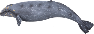 Créatures marines