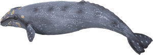 Zeedieren