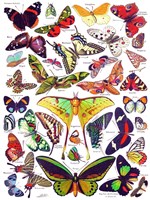 New York Puzzle Company puzzle animaux papillons 1000 pièces carton