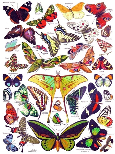 New York Puzzle Company puzzle animaux papillons 1000 pièces carton