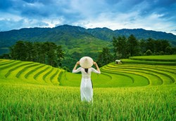 Castorland puzzle Rice Fields in Vietnam - puzzle 1000 pièces