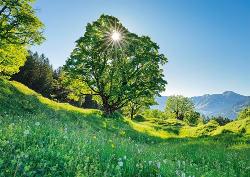 Schmidt Bergahorn in der Sonne - St. Gallen, Schweiz - 1000 Teile