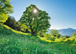 Schmidt Spiele Sycamore Maple in the Sun - St. Gallen, Switzerland -  Teile