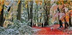 Gibsons Schnee Im Herbst - 636 Teile