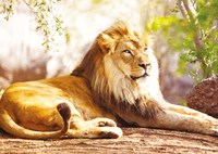 Nathan legpuzzel The King of the Savannah - 1500 stukjes puzzel volwassenen