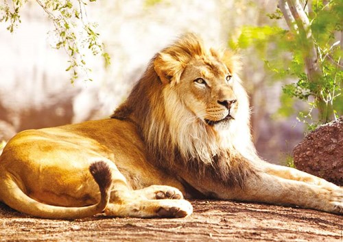 Nathan legpuzzel The King of the Savannah - 1500 stukjes puzzel volwassenen
