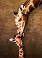 Eurographics Casse-tête Girafe Baiser de la Mère - 1000 pièces